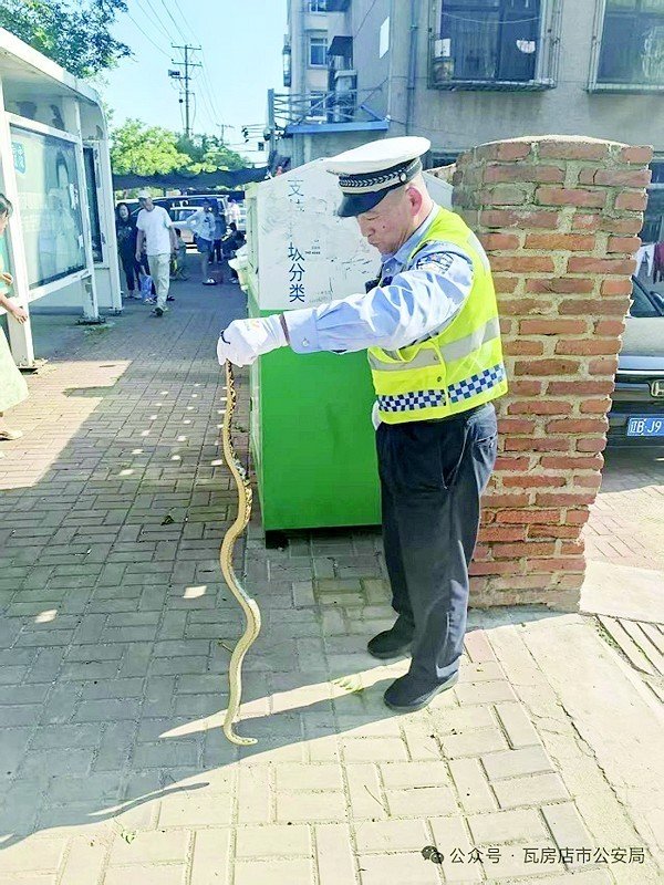 多得网 险！中考考点外有蛇来“赶考”民警叔叔闪电擒蛇“七寸”