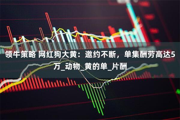 领牛策略 网红狗大黄：邀约不断，单集酬劳高达5万_动物_黄的单_片酬