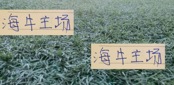 京融实配 海牛主场战海港 是死守1分 还是偷袭3分 或者考虑下一场保存实力